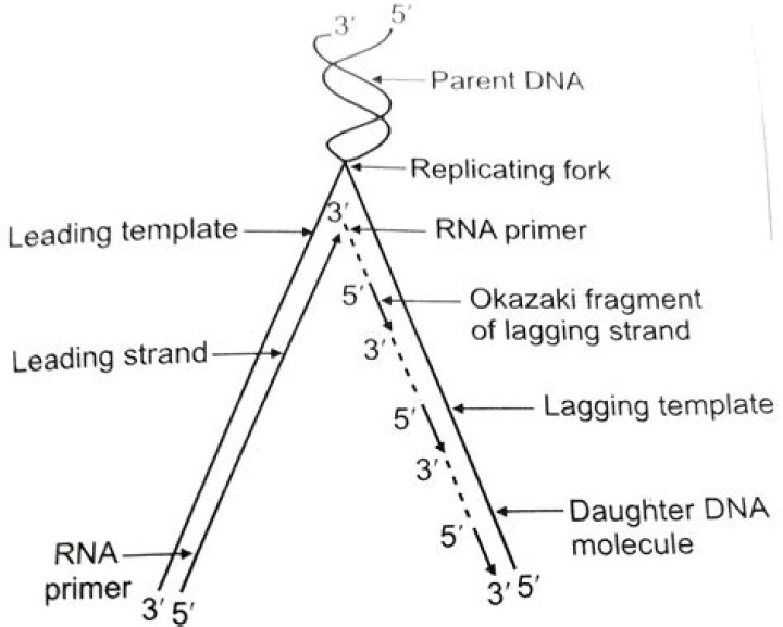 Unraveling The Secrets Of DNA Replication: The Semiconservative Model