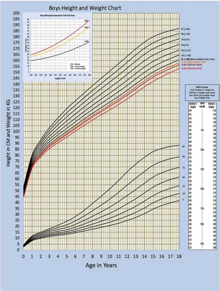 Unveiling Height And Weight Statistics