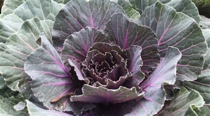 Unveiling The Distinctive Differences Between Green And Purple Cabbage