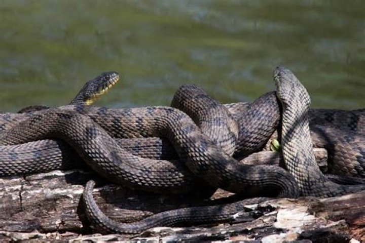 Unveiling The Enigmatic Realm Of Water Snakes In Colorado