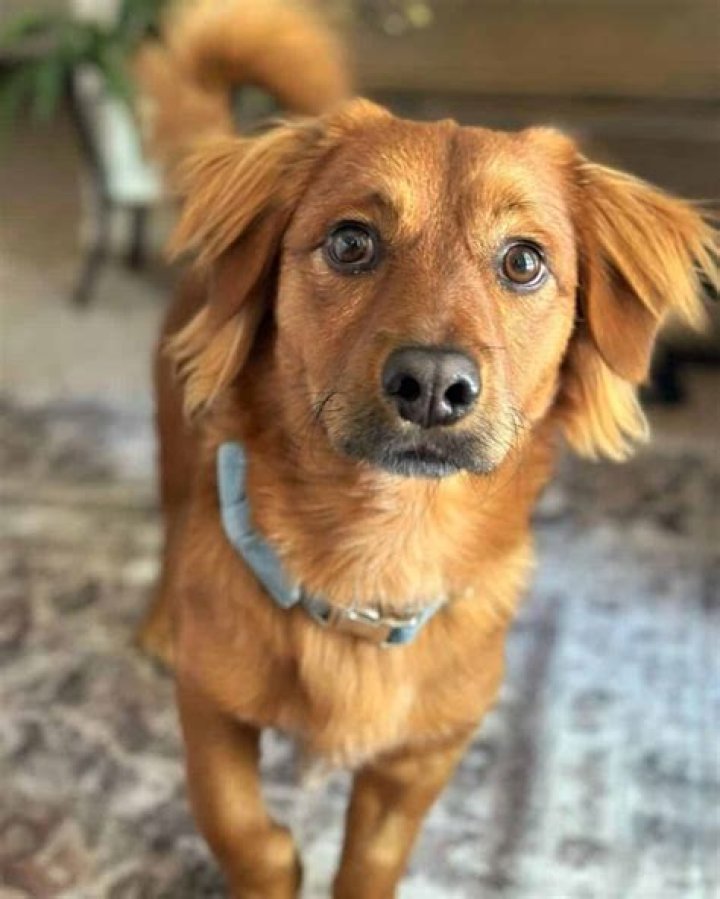 Unveiling The Exceptional Dachshund Mix With Golden Retriever