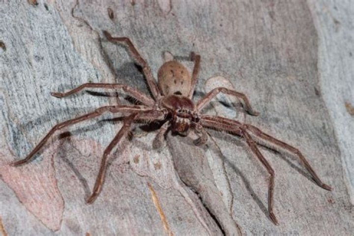 Unveiling The Fate Of Spiders: Do They Perish From High Falls?