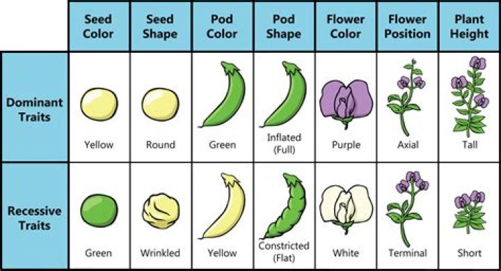 Unveiling The Genetics Behind Seed Smoothness: Dominant Recessive Trait Paradox