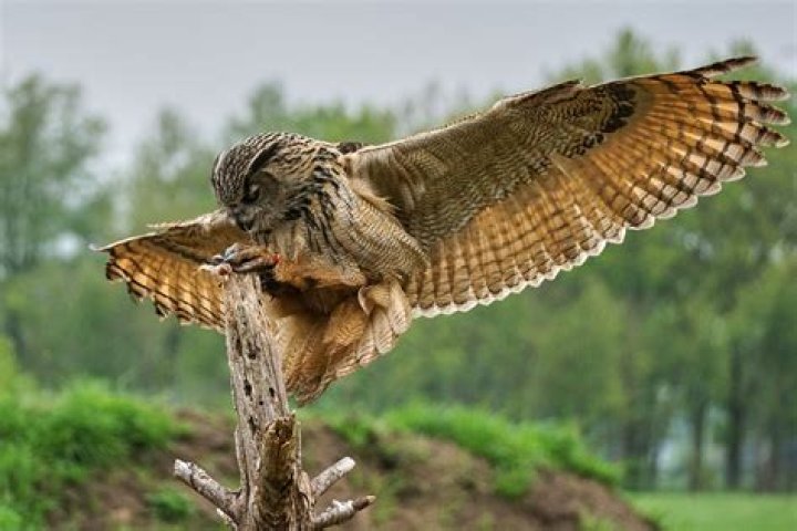 Unveiling The Largest Owl Species