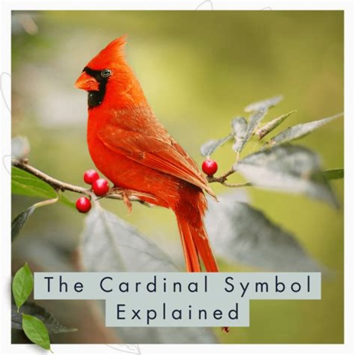 Unveiling The Meaning Behind The Red-Robed Cardinals