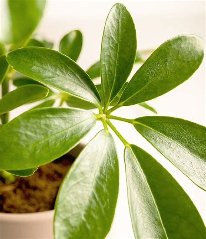 Unveiling The Secrets Of Schefflera's Progeny