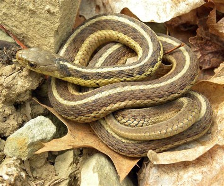 Unveiling The Secrets Of Snakes With Brown And White Stripes