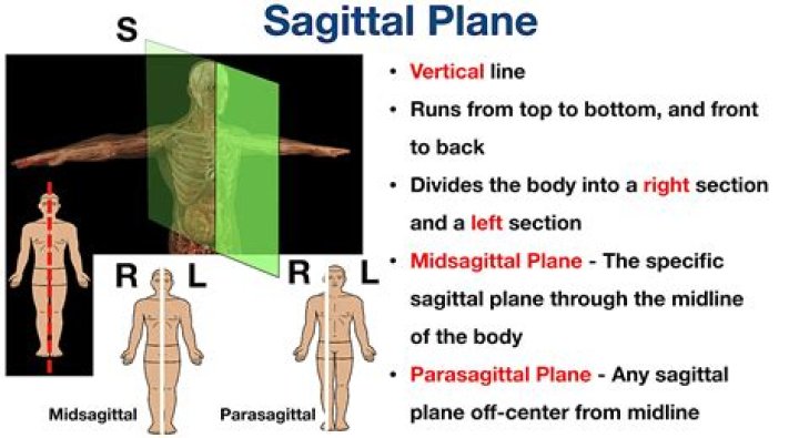 What Is The Median Sagittal In The Human Body?